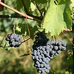 Alloggio per agriturismo Tenuta Santini Coriano