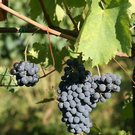 Séjour à la ferme Tenuta Santini Coriano