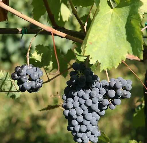 农家乐 Tenuta Santini 科里亚诺